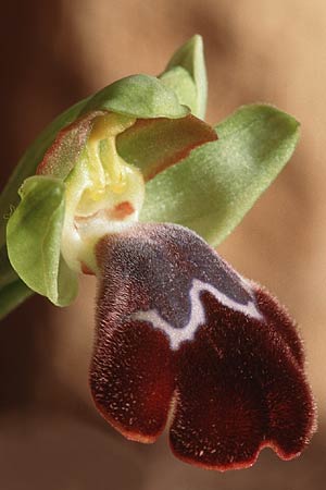 Ophrys basilissa \ Königinnen-Ragwurz / Royal Orchid, Kreta/Crete,  Phaistos 5.1.1999 