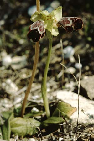 Ophrys basilissa \ Königinnen-Ragwurz / Royal Orchid, Kreta/Crete,  Phaistos 11.2.2002 