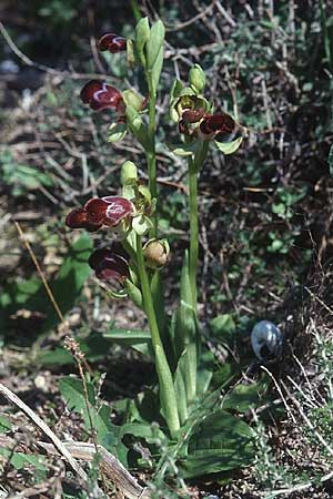 Ophrys basilissa \ Königinnen-Ragwurz / Royal Orchid, Kreta/Crete,  Phaistos 15.2.2002 