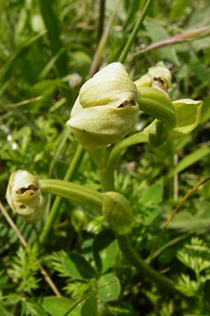 Ophrys bombyliflora \ Bremsen-Ragwurz, Drohnen-Ragwurz, Kreta,  Preveli 3.4.2015 