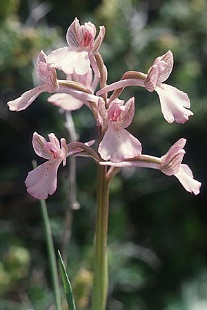 Anacamptis boryi \ Borys Knabenkraut / Bory's Orchid, Kreta/Crete,  Gerakari 19.4.2001 