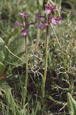 Anacamptis boryi \ Borys Knabenkraut / Bory's Orchid, Kreta/Crete,  Gerakari 19.4.2001 