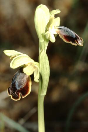 Ophrys creticola \ Kretische Braune-Ragwurz / Cretan Dull Orchid, Kreta/Crete,  Arhanes, Jouhtas 16.2.2002 