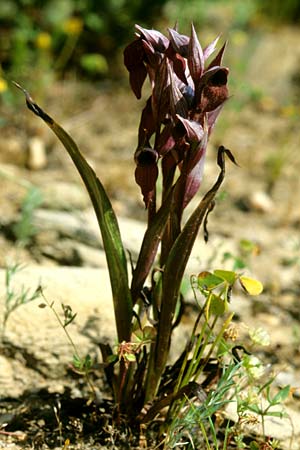 Serapias cordigera subsp. cretica \ Kretischer Zungenständel / Cretan Serapias, Kreta/Crete,  Panormos 22.4.2001 