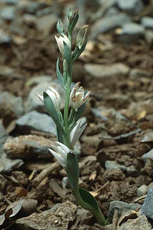 Cephalanthera cucullata \ Kretisches Waldvögelein / Hooded Helleborine, Kreta/Crete,  Gergeri 19.5.1991 