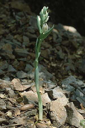 Cephalanthera cucullata \ Kretisches Waldvögelein / Hooded Helleborine, Kreta/Crete,  Gergeri 19.5.1991 