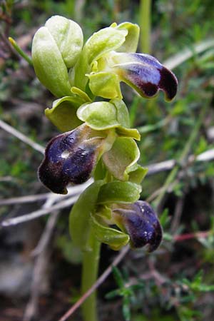 Ophrys cinereophila \ Kleinblütige Braune Ragwurz / Small-Flowered Dull Bee Orchid, Kreta/Crete,  Arhanes, Jouhtas 30.3.2015 