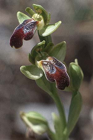 Ophrys cinereophila \ Kleinblütige Braune Ragwurz / Small-Flowered Dull Bee Orchid, Kreta/Crete,  Arhanes, Jouhtas 4.4.1990 