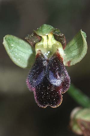 Ophrys cinereophila \ Kleinblütige Braune Ragwurz / Small-Flowered Dull Bee Orchid, Kreta/Crete,  Afrati 22.4.2001 
