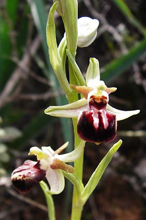 Ophrys cretensis \ Kretische Spinnen-Ragwurz / Cretan Spider Orchid, Kreta/Crete,  Arhanes, Jouhtas 30.3.2015 