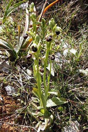 Ophrys cretensis \ Kretische Spinnen-Ragwurz / Cretan Spider Orchid, Kreta/Crete,  Arhanes, Jouhtas 30.3.2015 