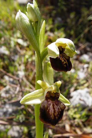 Ophrys cretensis \ Kretische Spinnen-Ragwurz, Kreta,  Arhanes, Jouhtas 30.3.2015 