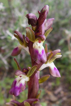 Anacamptis collina \ Hügel-Knabenkraut / Fan-Lipped Orchid, Kreta/Crete,  Zakros - Schlucht / Gorge 8.4.2015 