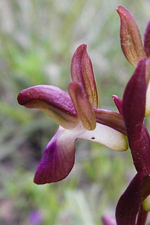 Anacamptis collina \ Hügel-Knabenkraut / Fan-Lipped Orchid, Kreta/Crete,  Zakros - Schlucht / Gorge 8.4.2015 