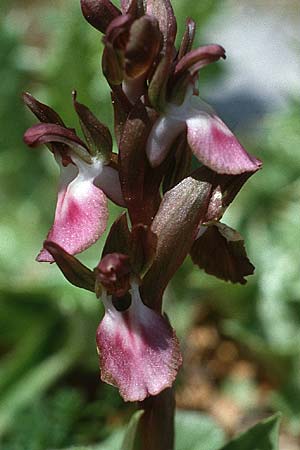 Anacamptis collina \ Hügel-Knabenkraut / Fan-Lipped Orchid, Kreta/Crete,  Arhanes, Jouhtas 4.4.1990 