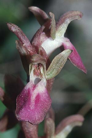 Anacamptis collina \ Hügel-Knabenkraut / Fan-Lipped Orchid, Kreta/Crete,  Vatos 20.4.2001 