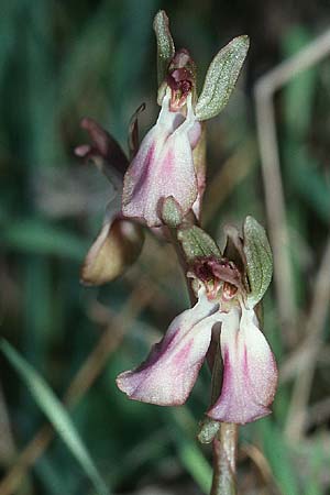 Anacamptis collina \ Hügel-Knabenkraut / Fan-Lipped Orchid (Doppel-Blüte / double blossom), Kreta/Crete,  Pitsidia 15.2.2002 