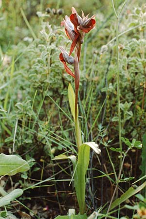 Serapias cordigera subsp. cretica \ Kretischer Zungenständel / Cretan Serapias, Kreta/Crete,  Xidas 6.5.1991 