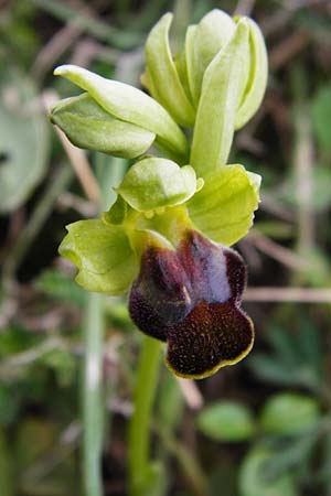 Ophrys creberrima \ Creberrima-Ragwurz / Creberrima Bee Orchid, Kreta/Crete,  Spili 5.4.2015 