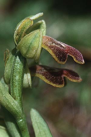 Ophrys fusca s.l. \ Braune Ragwurz / Dull Ophrys, Kreta/Crete,  Gerakari 19.4.2001 