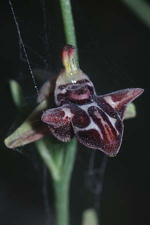 Ophrys cretica subsp. bicornuta \ Kretische Ragwurz / Cretan Bee Orchid, Kreta/Crete,  Stavrohori 23.4.2001 