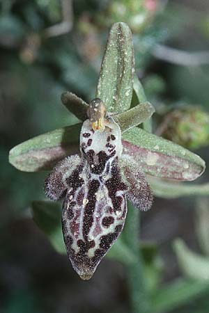 Ophrys ariadnae \ Karpathos-Ragwurz / Karpathos Bee Orchid, Kreta/Crete,  Thripti 23.4.2001 