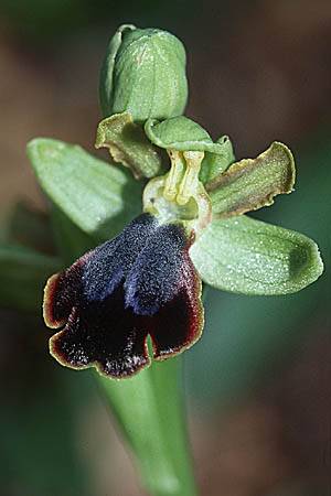 Ophrys creticola \ Kretische Braune-Ragwurz / Cretan Dull Orchid, Kreta/Crete,  Arhanes, Jouhtas 16.2.2002 