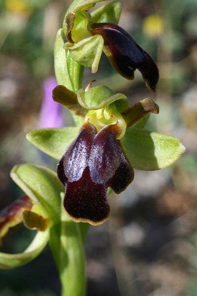 Ophrys creberrima \ Creberrima-Ragwurz / Creberrima Bee Orchid, Kreta/Crete,  Spili 20.4.2011 (Photo: Helmut Presser)