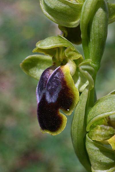Ophrys creberrima \ Creberrima-Ragwurz / Creberrima Bee Orchid, Kreta/Crete,  Spili 20.4.2011 (Photo: Helmut Presser)