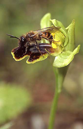 Ophrys creticola \ Kretische Braune-Ragwurz / Cretan Dull Orchid (mit/with Andrena bimaculata ?), Kreta/Crete,  Phaistos 23.2.2004 (Photo: Helmut Presser)