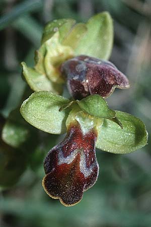 Ophrys pallidula \ Blass-Braune Ragwurz / Pale-Brown Bee Orchid, Kreta/Crete,  Thripti 23.4.2001 