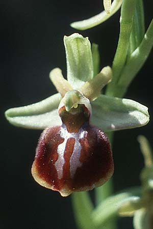 Ophrys cretensis \ Kretische Spinnen-Ragwurz / Cretan Spider Orchid, Kreta/Crete,  Rodovani 6.4.1990 