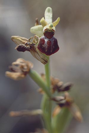 Ophrys cretensis \ Kretische Spinnen-Ragwurz / Cretan Spider Orchid, Kreta/Crete,  Kato Chorio 9.4.1990 