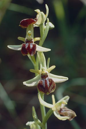 Ophrys cretensis \ Kretische Spinnen-Ragwurz / Cretan Spider Orchid, Kreta/Crete,  Gonies 11.4.1990 