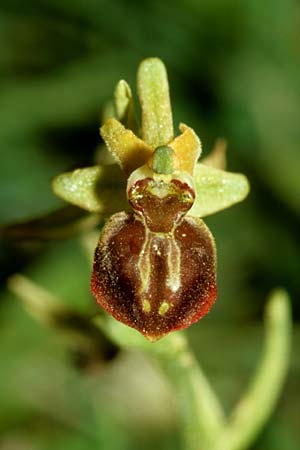 Ophrys cretensis \ Kretische Spinnen-Ragwurz / Cretan Spider Orchid, Kreta/Crete,  Thripti 23.4.2001 