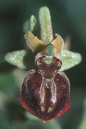 Ophrys cretensis \ Kretische Spinnen-Ragwurz / Cretan Spider Orchid, Kreta/Crete,  Thripti 23.4.2001 