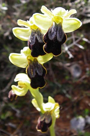 Ophrys creticola \ Kretische Braune-Ragwurz / Cretan Dull Orchid, Kreta/Crete,  Arhanes, Jouhtas 30.3.2015 