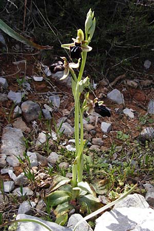 Ophrys doerfleri / Doerfler's Orchid, Crete,  Arhanes, Jouhtas 30.3.2015 