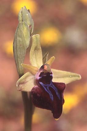 Ophrys doerfleri / Doerfler's Orchid, Crete,  Vai 29.3.2005 (Photo: Helmut Presser)