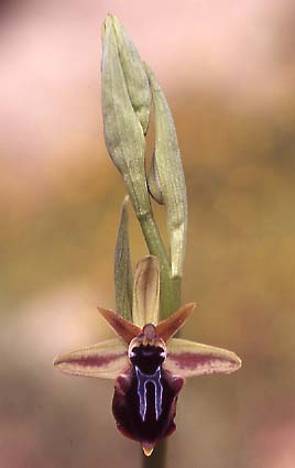 Ophrys doerfleri / Doerfler's Orchid, Crete,  Vai 29.3.2005 (Photo: Helmut Presser)