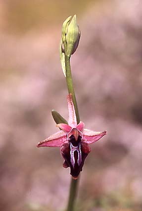 Ophrys doerfleri / Doerfler's Orchid, Crete,  Vai 29.3.2005 (Photo: Helmut Presser)