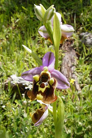Ophrys episcopalis \ Episcopi-Ragwurz / Episcopi Bee Orchid, Kreta/Crete,  Preveli 3.4.2015 