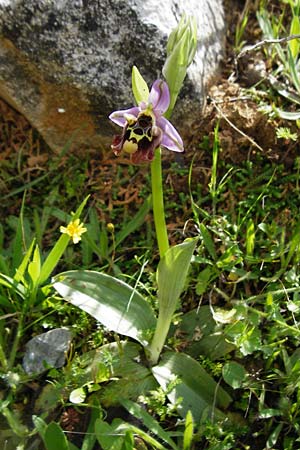 Ophrys episcopalis \ Episcopi-Ragwurz, Kreta,  Preveli 3.4.2015 