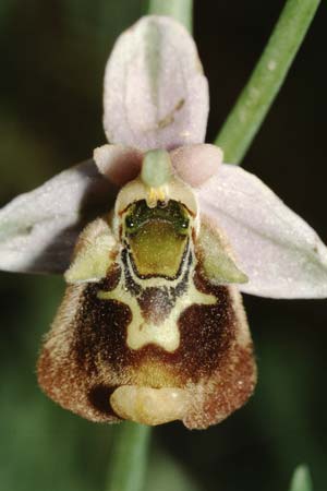 Ophrys episcopalis \ Episcopi-Ragwurz / Episcopi Bee Orchid, Kreta/Crete,  Magarakari 18.4.2001 