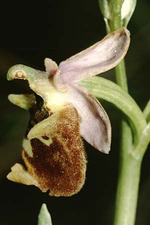 Ophrys episcopalis \ Episcopi-Ragwurz, Kreta,  Magarakari 18.4.2001 