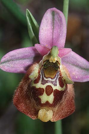 Ophrys episcopalis \ Episcopi-Ragwurz / Episcopi Bee Orchid, Kreta/Crete,  Magarakari 18.4.2001 