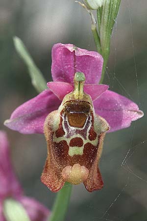 Ophrys episcopalis \ Episcopi-Ragwurz / Episcopi Bee Orchid, Kreta/Crete,  Tilisos 22.4.2001 