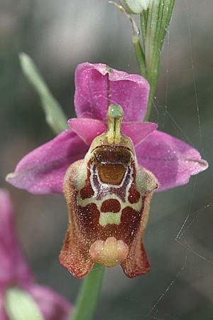 Ophrys episcopalis \ Episcopi-Ragwurz, Kreta,  Tilisos 22.4.2001 