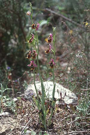 Ophrys episcopalis \ Episcopi-Ragwurz, Kreta,  Tilisos 22.4.2001 