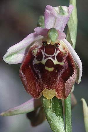 Ophrys episcopalis / Episcopi Bee Orchid, Crete,  Lasithi 25.4.2001 